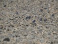 /album/my-local-birding-gallery/swallows-feeding-on-the-ground-in-torrential-rain-at-dewsbury-sewage-works-jpg/